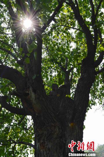 已生长500多年的古桑树依然枝繁叶茂　杜平　摄