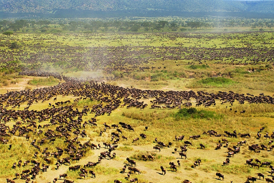 东非野生动物大迁徙+一起见证奇迹
