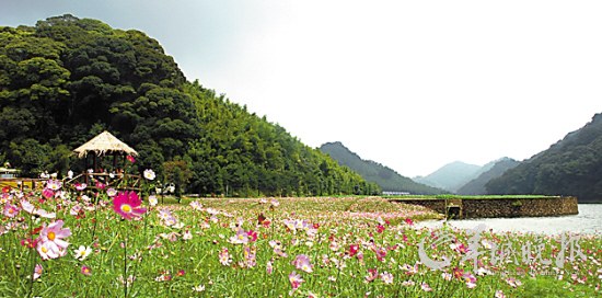 石门国家森林公园大波斯菊花海