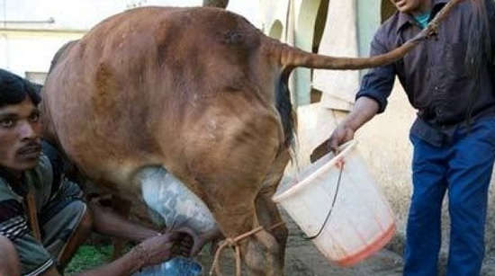印度牛浑身都是宝 牛尿也能做饮料