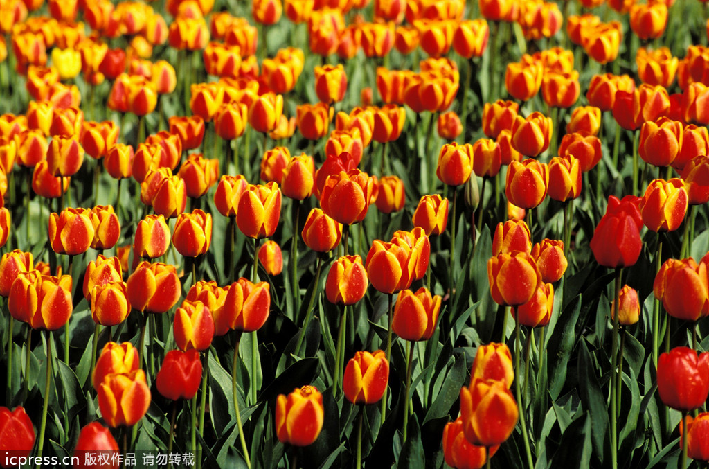 【各国国花与其象征意义是什么】 - 学习帮助: