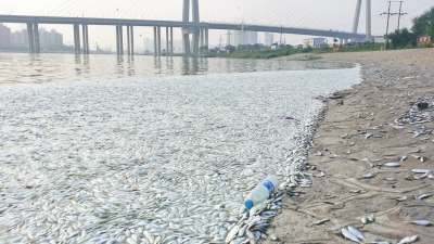 天津海河大闸附近现大量死鱼死鱼河段未检出氰化物