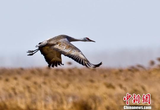 世界濒危鸟类沙丘鹤再现江苏盐城(图)