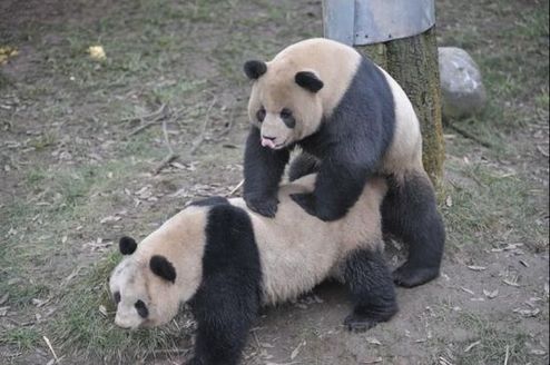 大熊猫数次自然交配失败 被迫采用人工授精(图
