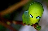 盘点动物界的“ET”(组图)