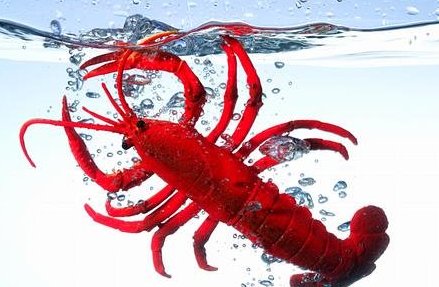 小龙虾吃错易中毒 如何食用才安全?