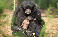 母猿搂幼崽喂奶展现母爱