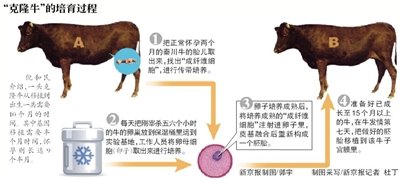 两头转基因"克隆牛"在京出生(图)