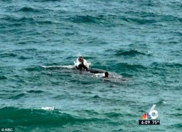 鲸鱼的视频全集 re_50d0ffe9e0baf.jpg