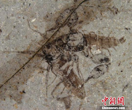 揭恐怖虫"身世"之谜 与苍蝇是远亲(图)