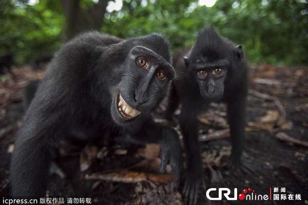 印尼猴子学 做人 表情诡异爱抢镜(高清组图)