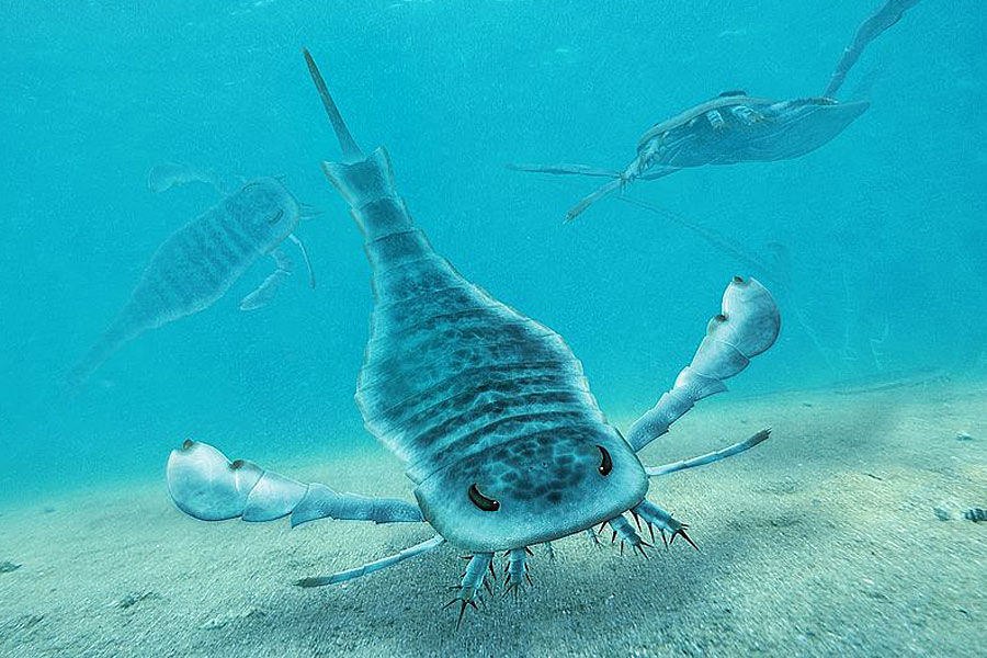 4.38亿年前志留纪(4.38——4.1亿年前)开始，南极冰盖消融，低等维管束植物开始登上陆地，裸蕨类和石松类是目前已知最早的陆生植物。到4.1亿年前，昆虫和蛛形类节肢动物出现，大海中也增加了有颌骨的鱼类--棘鱼类，三叶虫衰退，板足鲎类成为海洋最大的动物。