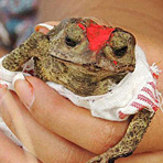 “青蛙婚礼”祈雨