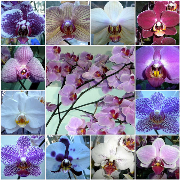 10种世界上最美的花