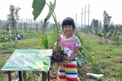 青岛种出羊脂芋头 最贵15元一斤卖出猪肉价钱
