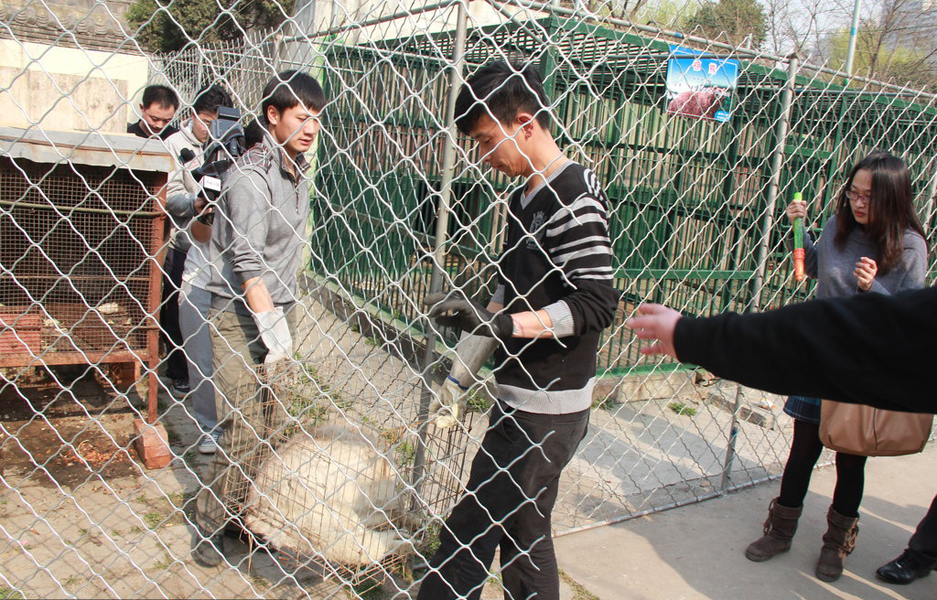 山东枣庄疑似母狼表现温顺 被捆绑带走验身