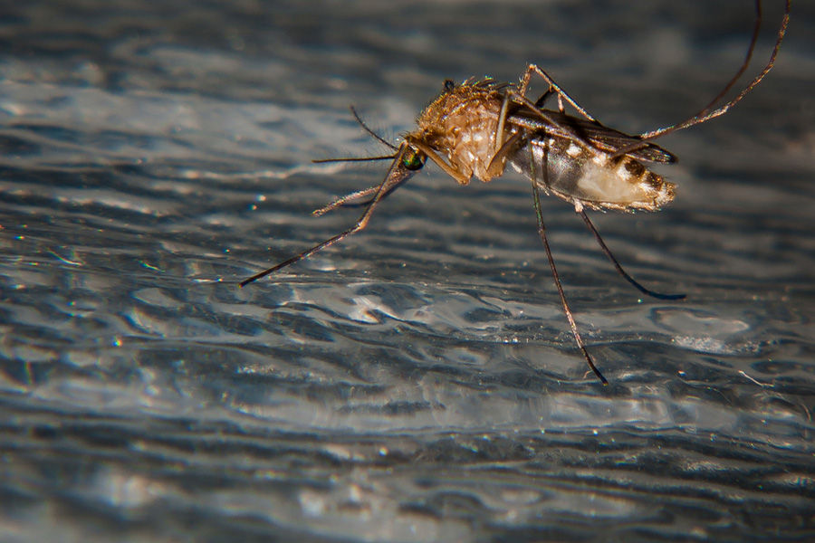 蚊子飞行时每秒翅膀震动594次左右；这样的振动，使我们在蚊子飞行时会听到“嗡嗡”的声音。口器为刺吸式，大部分种类雌蚊的口器都适合刺吸血液。蚊体表覆盖形状及颜色不同的鳞片，使蚊体呈不同的颜色。这是鉴别蚊类的重要依据之一。