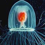 地球上唯一不死生物