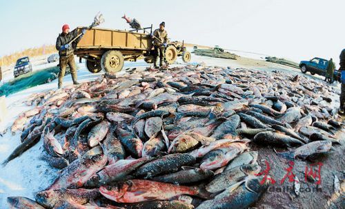 广州游客飞来大庆看 冬捕  数万斤江鱼被一抢而