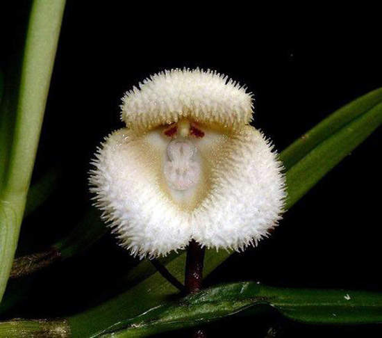 日本植物园现猴脸兰花 眼鼻毛发俱全