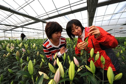 昆明国际花卉开展 云南鲜切花市场占有率70%