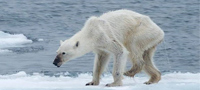 北极浮冰减少 熊瘦成狗