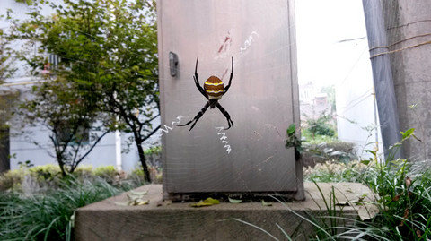 丹阳市民散步看到罕见彩色蜘蛛 还会写英文字