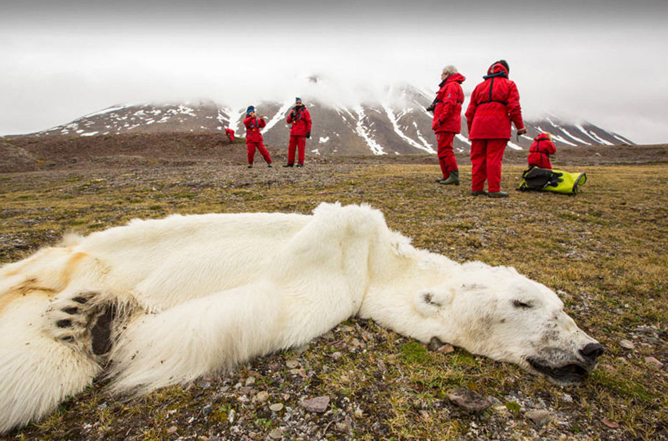 近日，在北极圈挪威Svalbard群岛，惊现一只瘦成“毛毯”的北极熊尸体，这只本该具有超强大捕食能力的巨型动物，在一场北上搜寻海豹的绝望之旅中活活饿死。