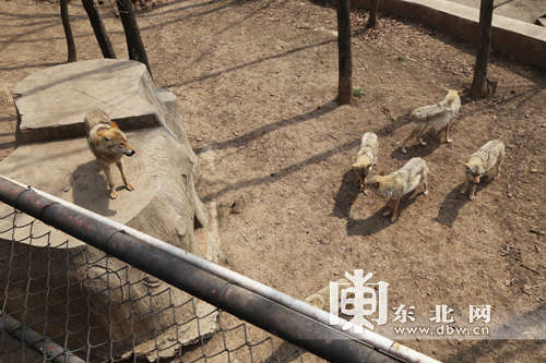 电影《狼图腾》4只小狼入住哈尔滨北方森林动物园