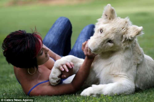 南非一女子收养了一只白狮幼仔，把它当宠物一样养在家里。