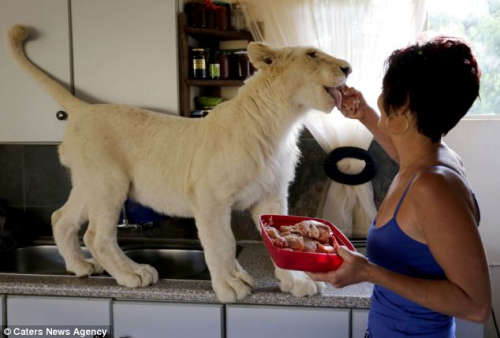 该女子在自家厨房里喂小狮子吃肉。
