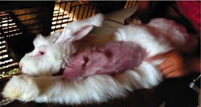 兔子被拔到露出粉红色的身体，过程中兔子一直在挣扎。