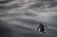 年度自然摄影师作品