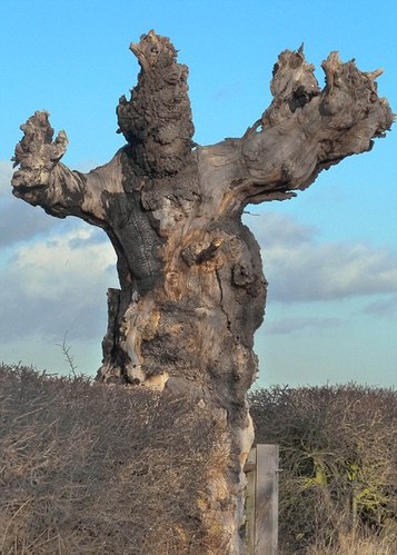 英国惊现“鬼怪树”酷似《指环王》树人
