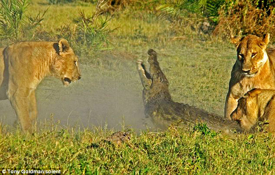 三头母狮为保护幼崽 合力咬死鳄鱼[高清大图]