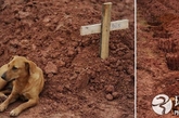 宠物狗为泥石流遇难主人守墓两天两夜。巴西暴雨已经夺走了600多条生命，悲伤笼罩了整个巴西里约热内卢州。不过灾难中的真情总会在我们最无助的时候给予我们感动和希望：2011年1月，里约热内卢利斯公墓里，一只母狗正在给泥石流中遇难的主人守墓，而在照片拍摄时，它已经连续守了两天。