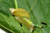 4. 寄生虫控制僵尸蜗牛。图中蜗牛身体上有一部分可能会被许多人误认为是蜗牛的触角，其实这根本不是触角，而是一种名为Leucochloridium paradoxum的双盘吸虫。这种寄生虫可以进入蜗牛的消化系统，并长成一条长长的管，其中充满了数百只有生死能力的尾蚴。接下来，长长的管道入侵蜗牛的触角，形成一种怪异、肿胀、跳动的外观，以此来吸引鸟类的注意。鸟类吃下这只蜗牛后，就会变成寄生虫成长第二阶段的宿主。虫卵通过鸟类的粪便排出到植物上后，又会寄生到其他蜗牛身上，继续开始它们的生命轮回。 