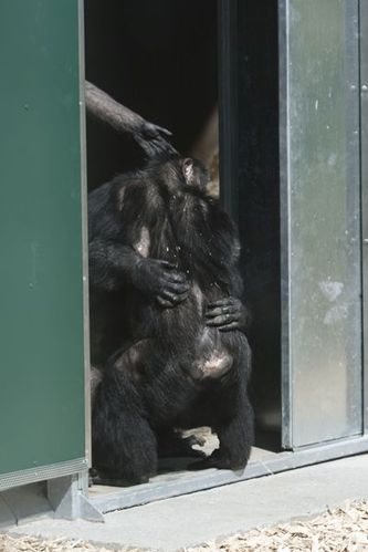 艾滋病实验室黑猩猩被囚30年重获自由
