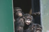 近日，德国电视台最近播放了一段画面，展示了一群被关在笼子里进行医学实验的黑猩猩走出“牢笼”的情景，这是他们在被接种艾滋病毒和肝炎病毒的实验室囚禁30年后首次看到阳光。图为被囚禁的黑猩猩走出“牢笼”。（图片来源：资料图）