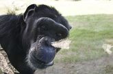 为能帮助这些黑猩猩从圈养环境中解脱出来，有关人士进行了持续14年的抗争。现在这些走出牢房的黑猩猩，也只是38只实验室黑猩猩中的一部分。（图片来源：资料图）