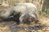 一头大象被偷猎者砍去头颅。布巴·尼德吉达国家公园位于中部非洲国家喀麦隆的北部，与乍得毗邻，大象可从喀麦隆这边的国家公园自由“出入境”到乍得。法新社记者23日在公园内走访时在3处地点发现总计12头大象的遗体。这些大象遗体上有明显枪伤，象牙已被摘除。