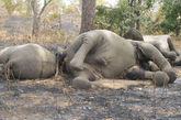 在过去两个月内，苏丹和乍得偷猎者在喀麦隆东北部的布巴·尼德吉达(Bouba Ndjidda)国家公园内大肆偷猎，致使近500头大象惨死。(来源：东方IC)