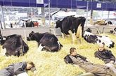 欧洲人想出绝妙生财之道 睡在牛棚冥想减压

在德荷边境的一个奶牛农场里，有一帮来自都市的白领，他们躺在牛棚的草堆上闭目冥想，通过模仿奶牛的休息方式释放一天的工作压力。荷兰农民科奈尔·迪瑞格特是这个“减压农庄”的主人，他专门为商务人士创造出这种“红脸蛋”减压法。尽管人们的冥想经常受到奶牛骚动、牛粪异味的干扰，但迪瑞格特表示，他的农场每日顾客盈门。

