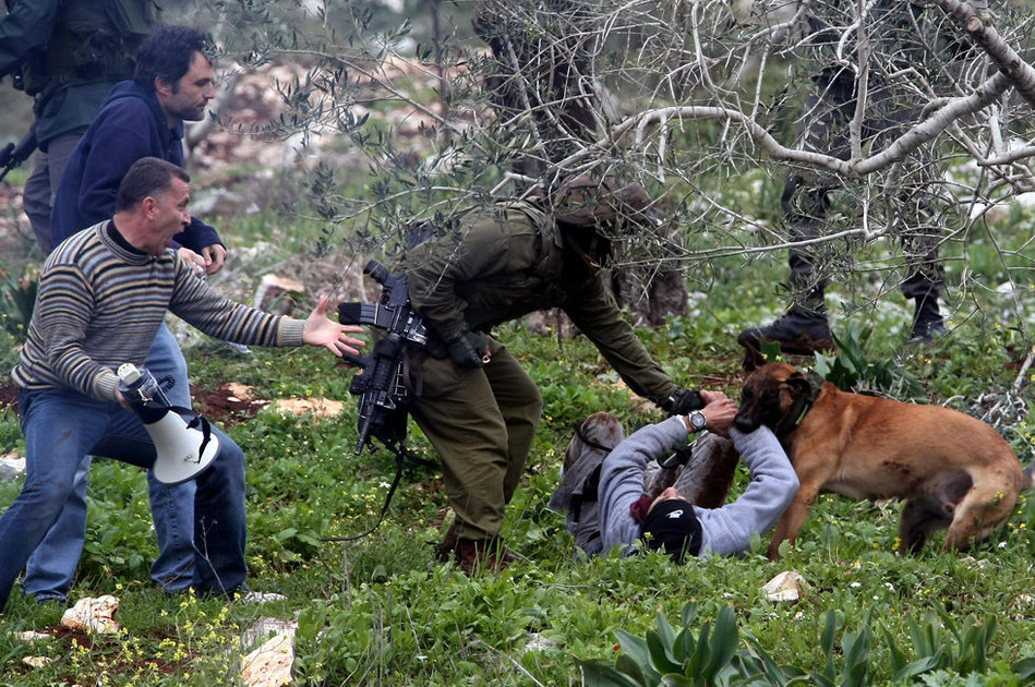 以色列士兵放警犬袭击巴勒斯坦示威者