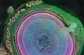 老鼠的眼球细胞研究人员给老鼠眼睛上超薄的一层染色，创作出这幅荣获第一名的摄影作品。这个斑点是把3个抗体固定在所有细胞都有的3种不同分子（不过浓度不同）上制成的。把每个抗体分别染成红色、蓝色和绿色，这让创作者可以描绘出该器官里超过70种不同类型的细胞。 