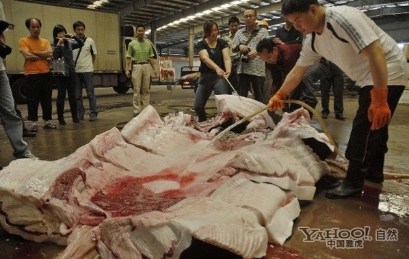 看渔民如何肢解3000斤大鲸鲨(组图)