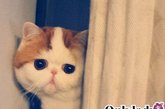日本有猫叔，俊介，中国也有snoopy。不过虽然叫snoopy，但是并不是狗狗哦。新浪微博上一只名为“红小胖snoopy”的小肥猫最近真是火得让不少人嫉妒，这只有着大饼脸、水滴眼的加菲猫现居住在成都，与动画片中的加菲猫一样，它最大的爱好就是吃吃睡睡。