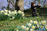 在美国纽约中央公园，一名女孩在盛开的花丛边玩耍。今年罕见的暖冬，使纽约的春天比以往来得更早。初春的纽约阳光明媚，花开柳绿，一派盎然生机。 新华社记者申宏摄 

