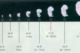 人类胚胎发育时间表