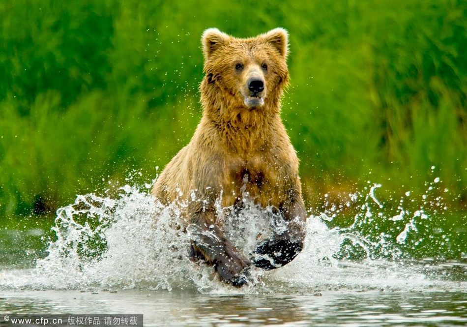 实拍美国棕熊集体捕鱼 为夺美食大打出手 